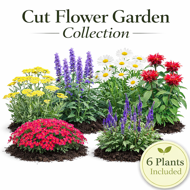 Continuous Bloom Cut Flower Garden Collection – 6 Perennials for Fresh Bouquets