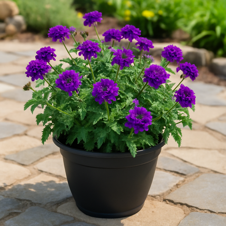 Verbena x 'Homestead Purple' (Vervain)