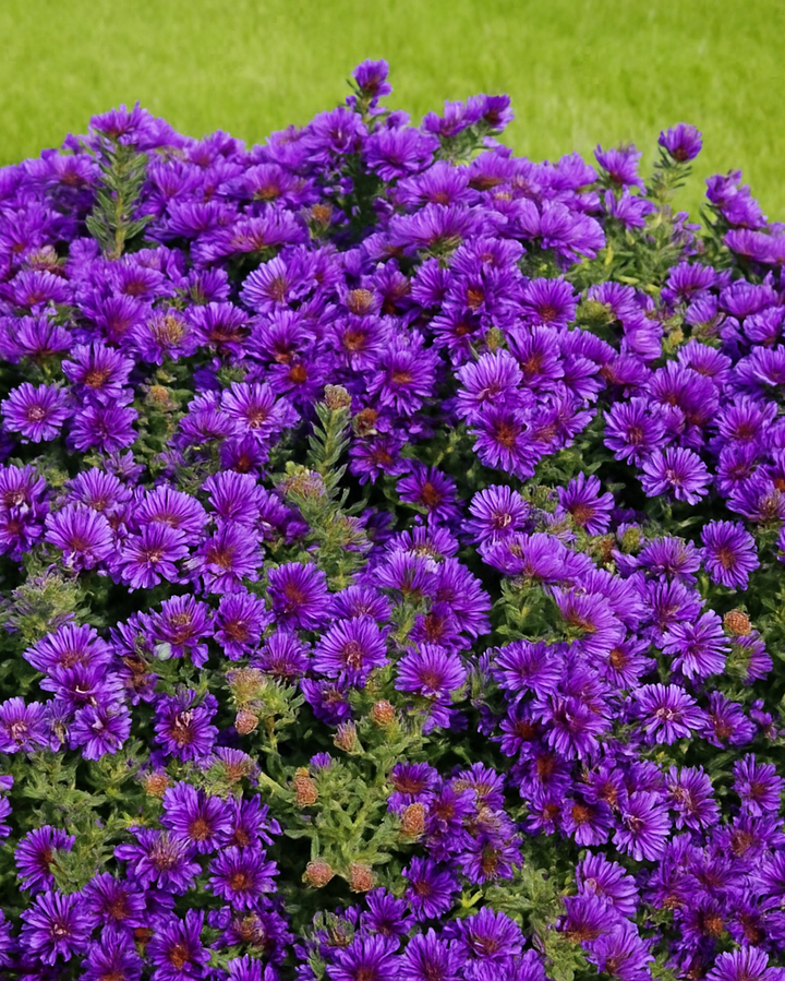 Aster novae-angliae 'Grape Crush' (New England Aster)
