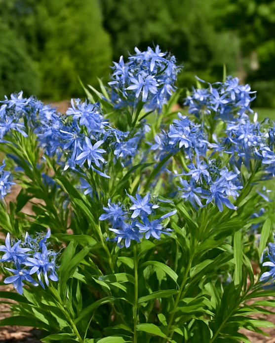 Amsonia x 'Blue Ice' (Bluestar)