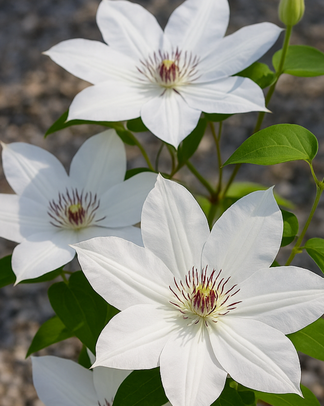Clematis 'Henryii' (Hybrid Clematis)