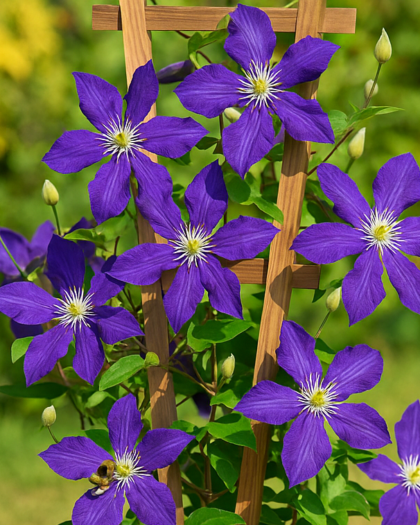 Clematis 'Jackmanii' (Hybrid Clematis)