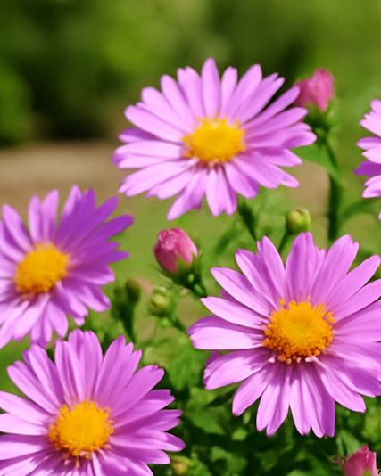 Aster dumosus 'Wood's Pink' (Pink Wood Aster)