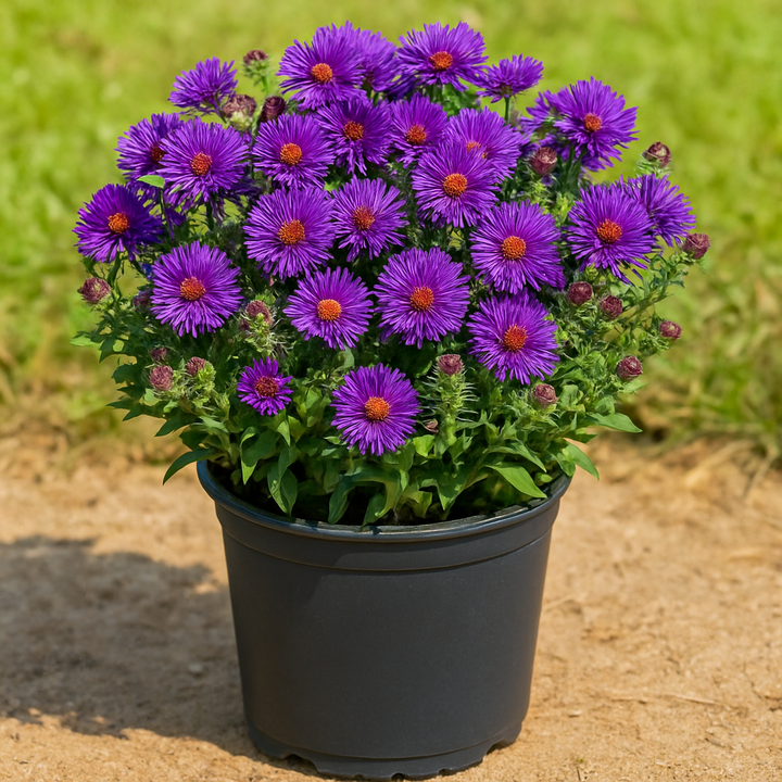 Aster novae-angliae 'Grape Crush' (New England Aster)