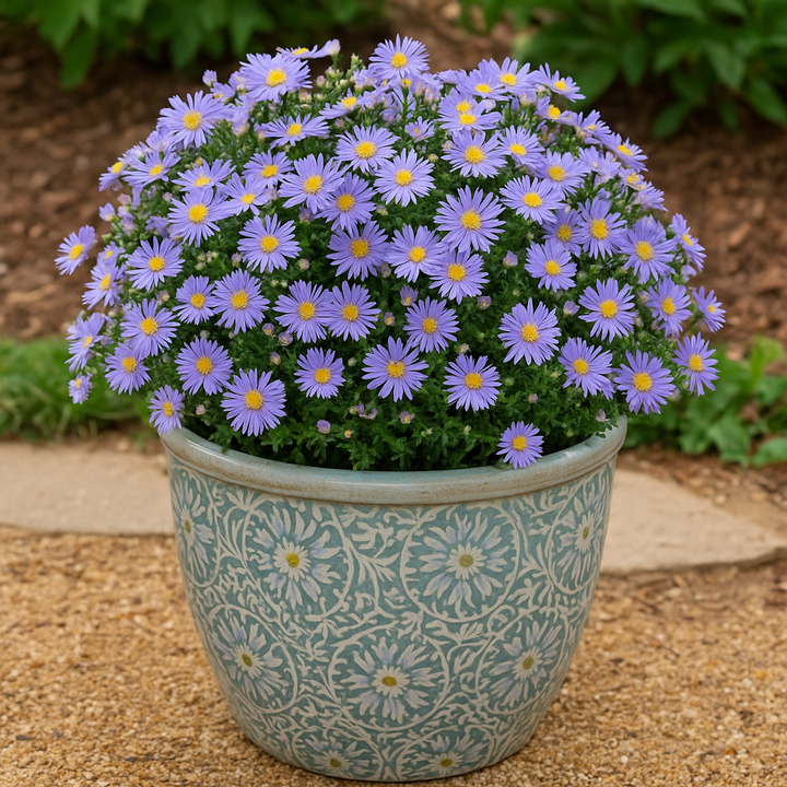 Aster dumosus 'Wood's Blue' (Blue Wood Aster)