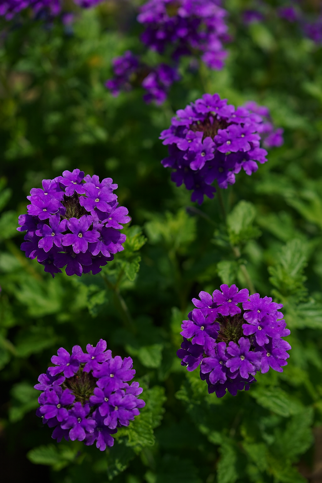 Verbena x 'Homestead Purple' (Vervain)