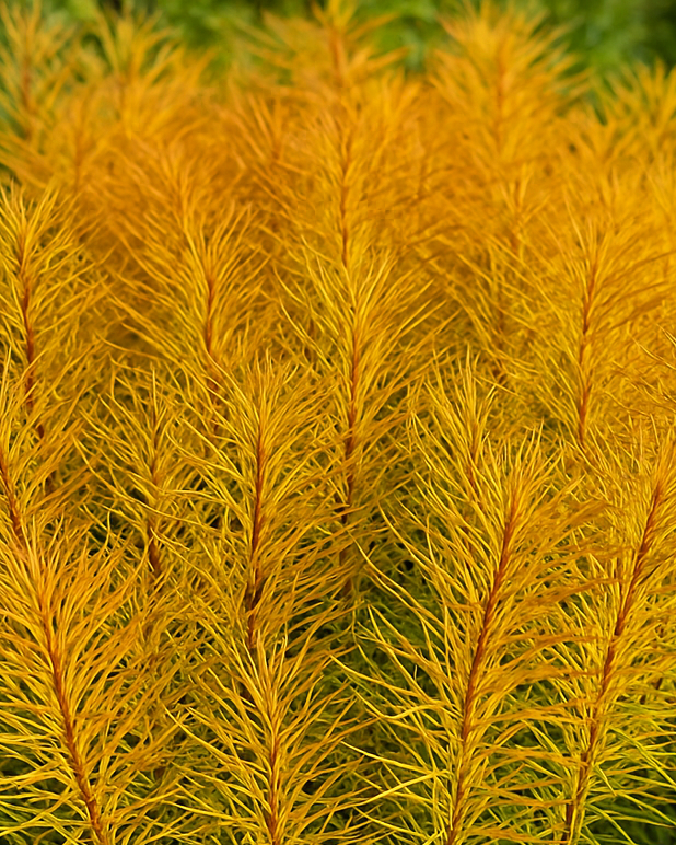 Amsonia x 'Butterscotch™ (Bluestar)