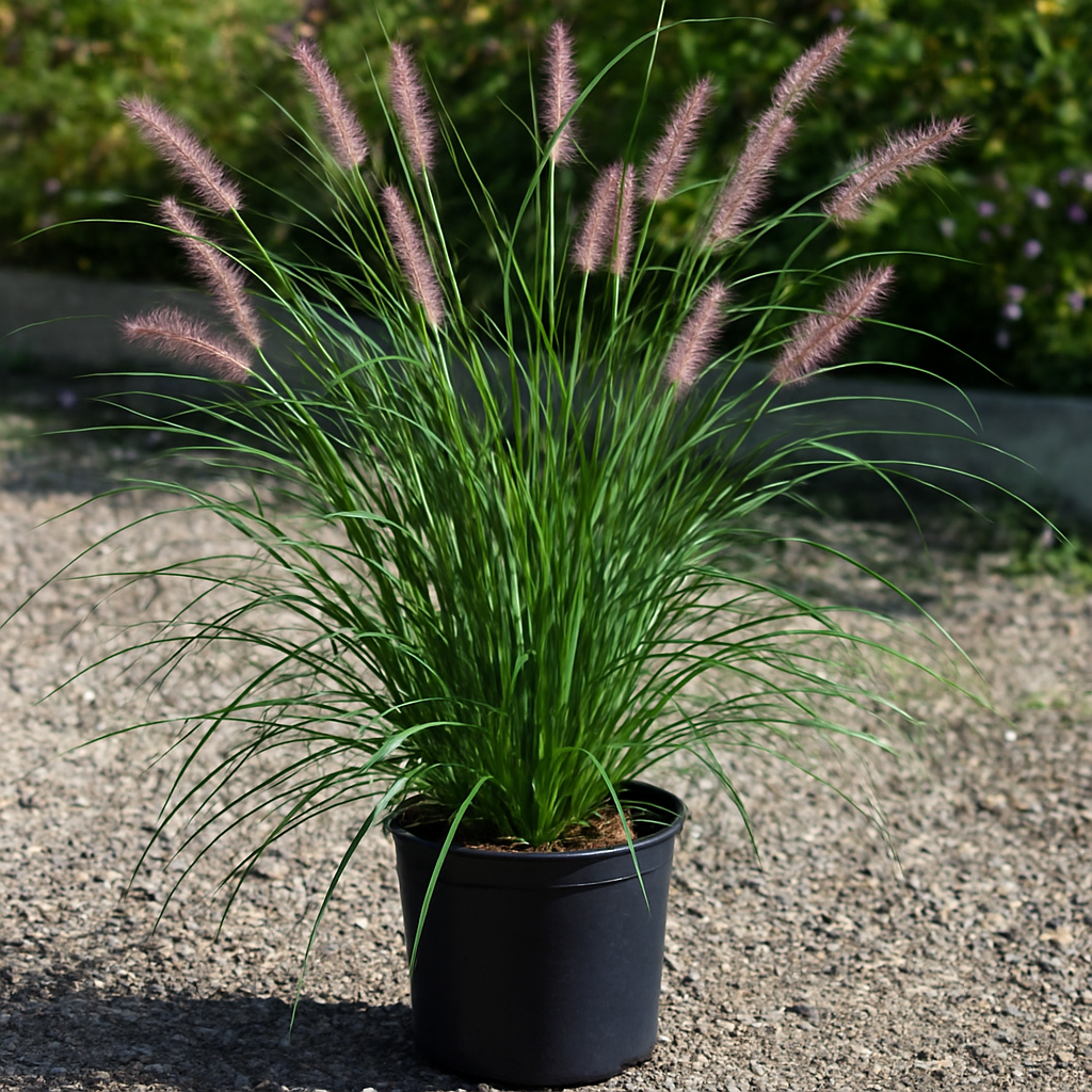 Pennisetum orientale (Oriental Fountain Grass)