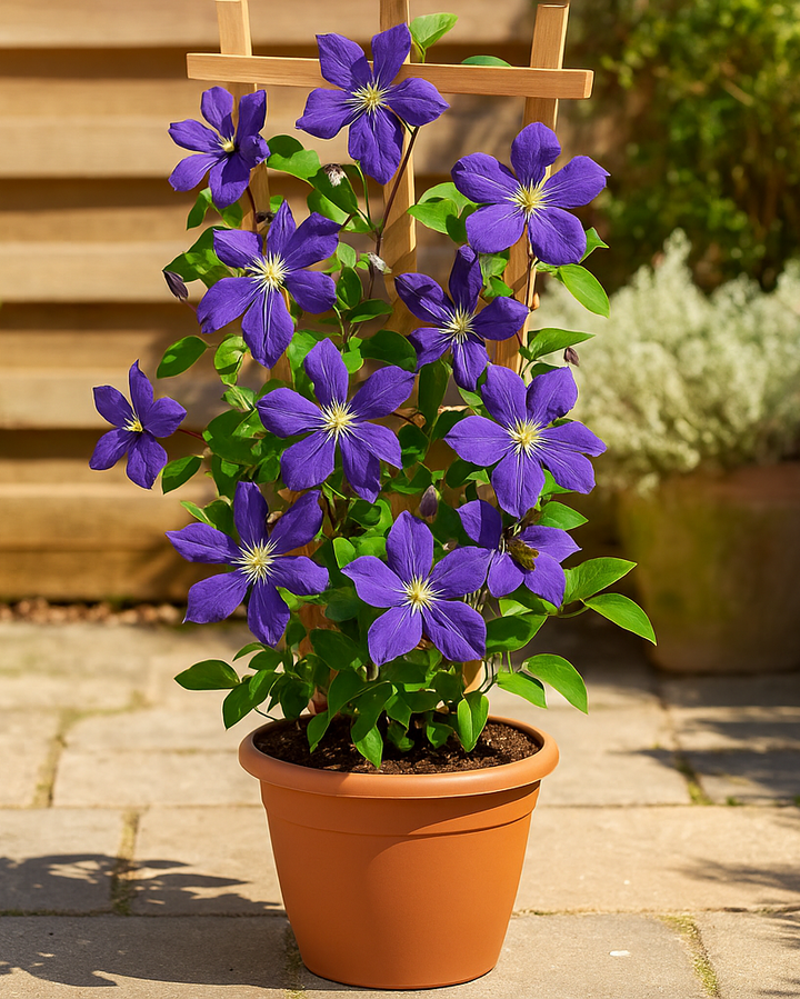 Clematis 'Jackmanii' (Hybrid Clematis)