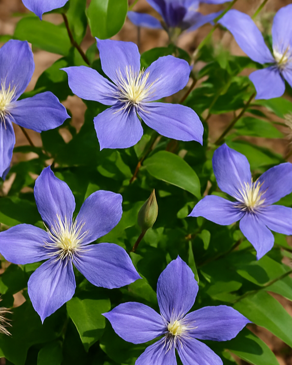 Clematis 'Arabella' (Hybrid Clematis)