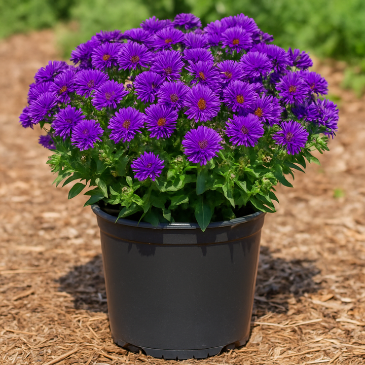 Aster novae-angliae 'Grape Crush' (New England Aster)