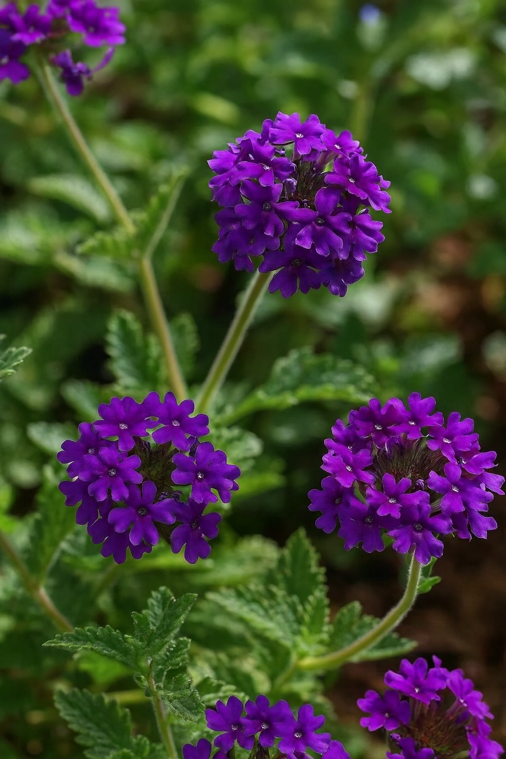 Verbena x 'Homestead Purple' (Vervain)