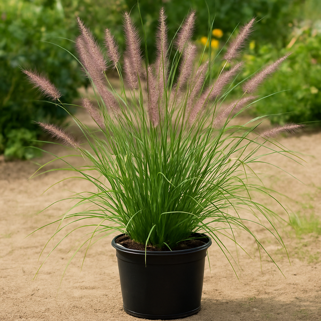 Pennisetum orientale (Oriental Fountain Grass)