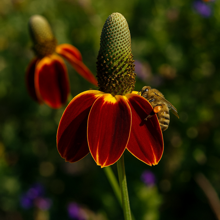 Ratibida columnifera 'Red Midget' (Mexican Hat Plant / Upright Prairie Coneflower)