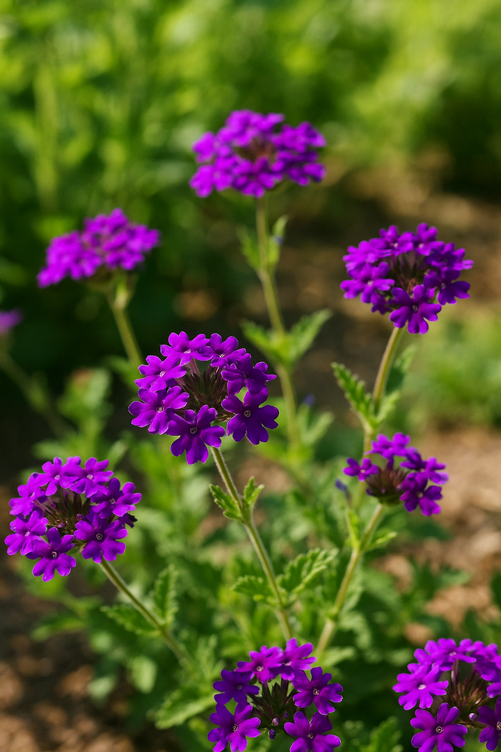 Verbena x 'Homestead Purple' (Vervain)
