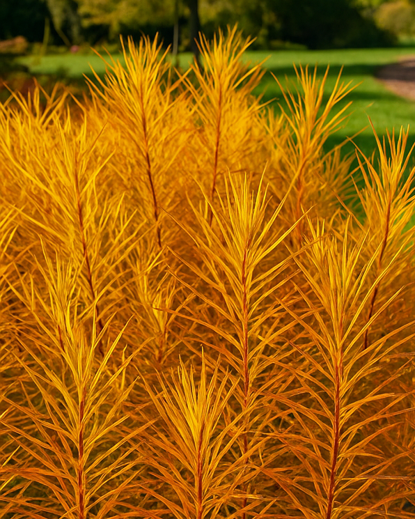 Amsonia x 'Butterscotch™ (Bluestar)