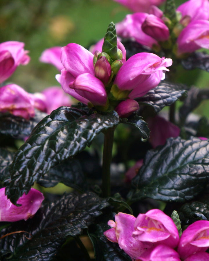 Chelone obliqua 'Tiny Tortuga' (Turtlehead)