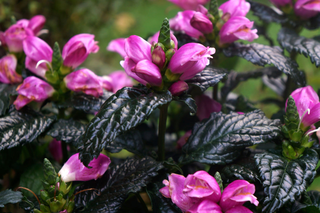 Chelone obliqua 'Tiny Tortuga' (Turtlehead)