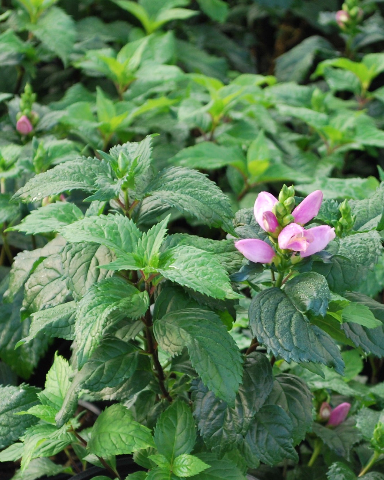 Chelone lyonii 'Hot Lips' (Pink Turtlehead) – Perennial Farm
