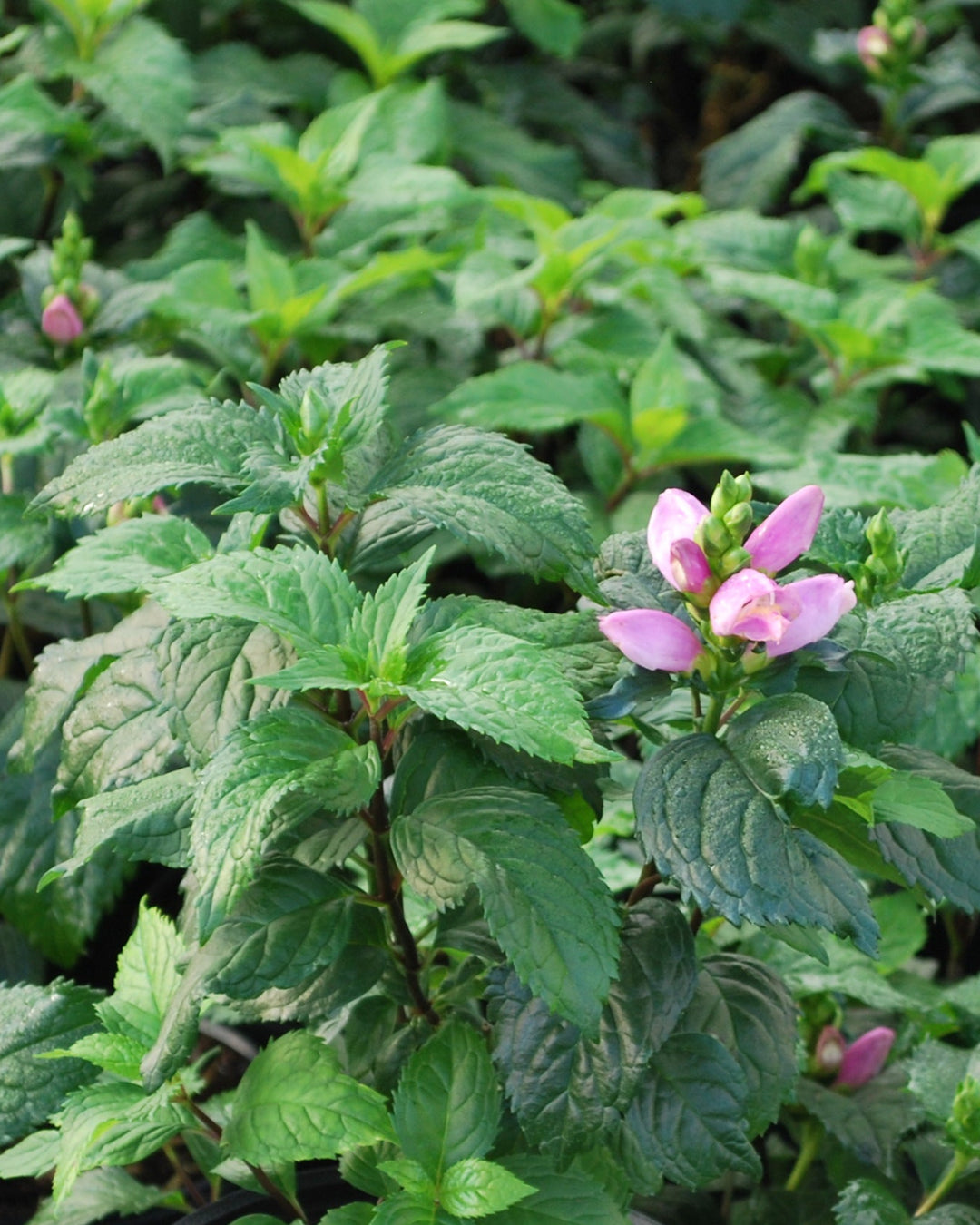 Chelone lyonii 'Hot Lips' (Pink Turtlehead)