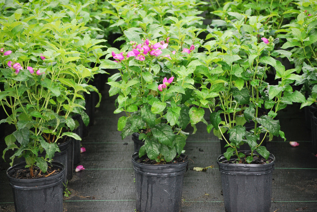 Chelone lyonii 'Hot Lips' (Pink Turtlehead)