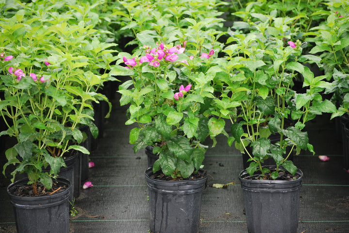 Chelone lyonii 'Hot Lips' (Pink Turtlehead)