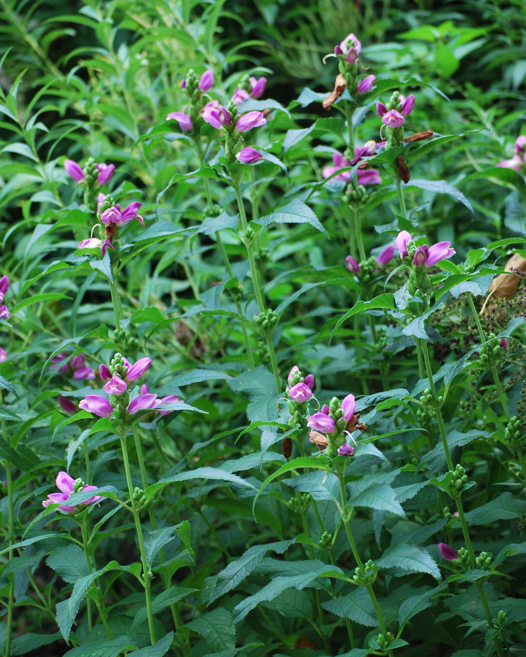 Chelone lyonii 'Hot Lips' (Pink Turtlehead)