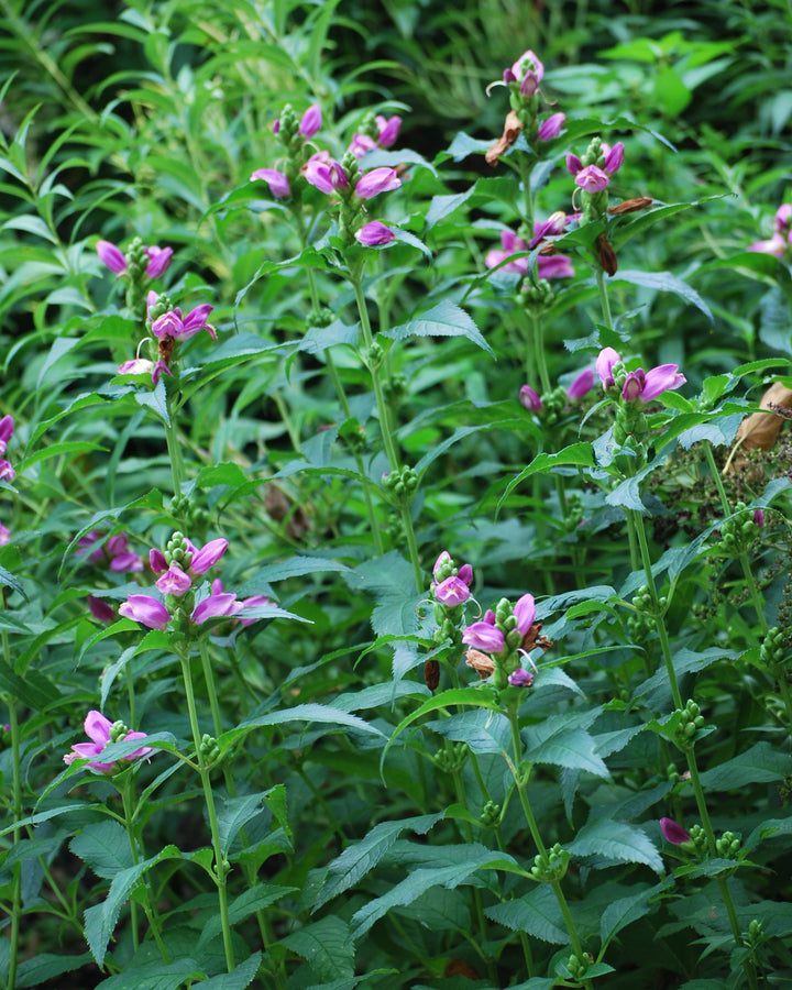 Chelone lyonii 'Hot Lips' (Pink Turtlehead)