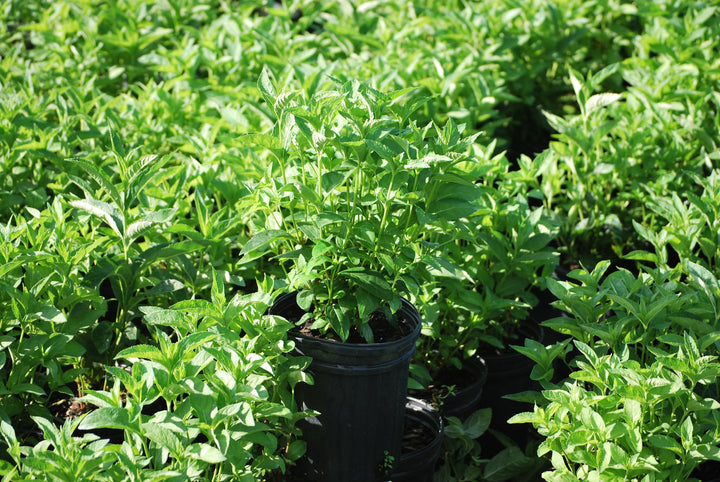 Chelone glabra (White Turtlehead)