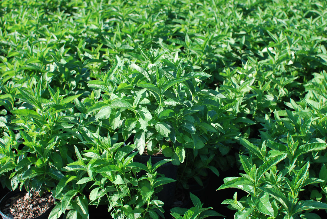 Chelone glabra (White Turtlehead)