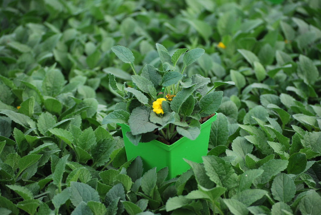 Chrysogonum virginianum 'Superstar' (Green and Gold)