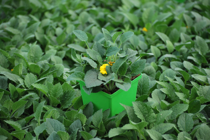 Chrysogonum virginianum 'Superstar' (Green and Gold)