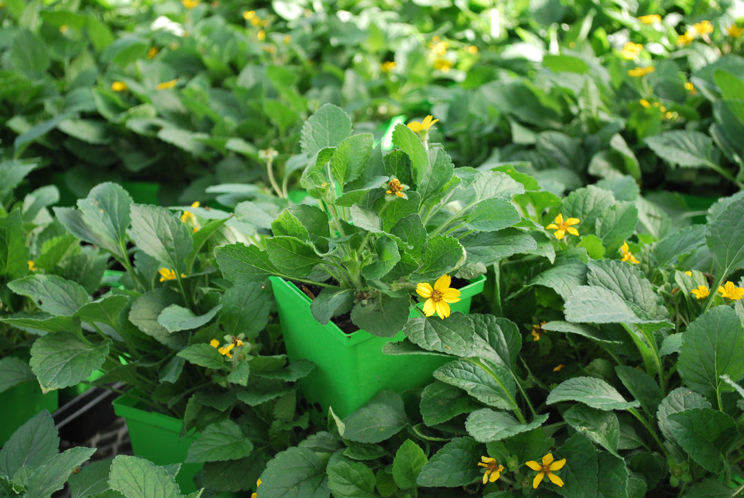 Chrysogonum virginianum 'Superstar' (Green and Gold)