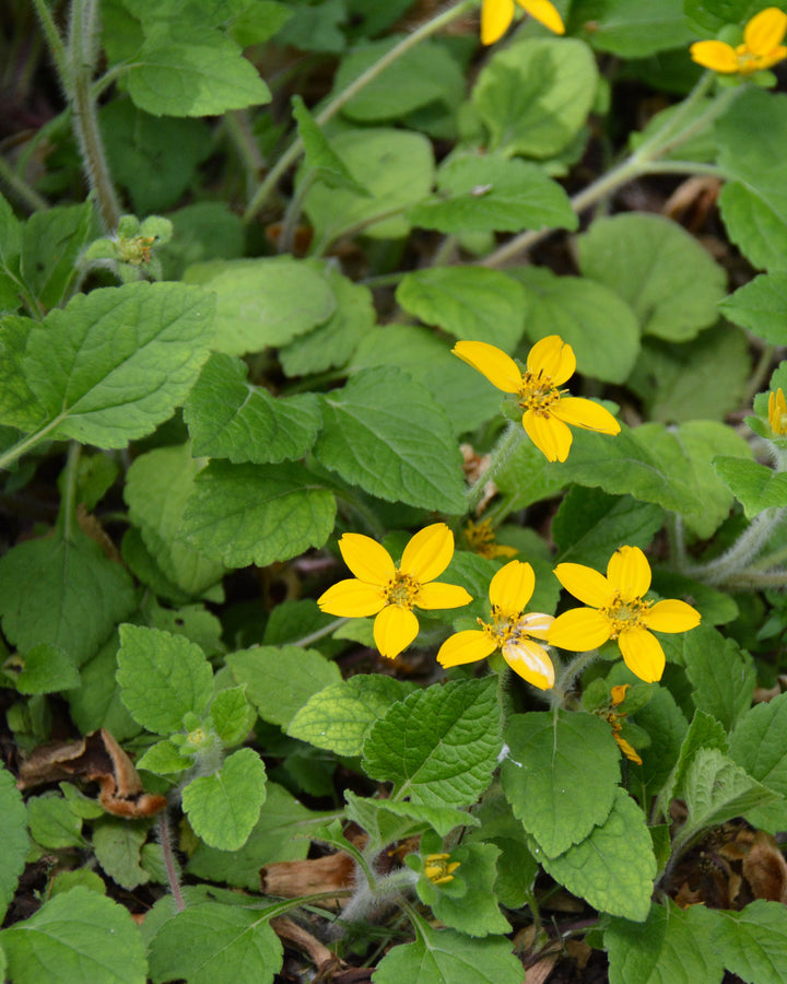 Chrysogonum virginianum ‘Allen Bush’ (Green and Gold)