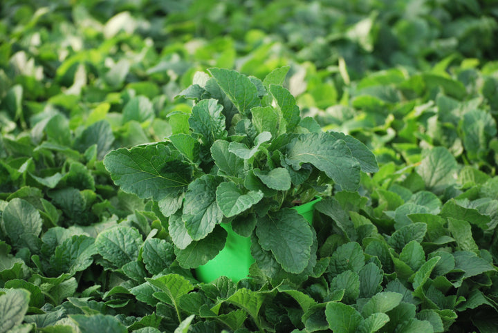 Chrysogonum virginianum var. australe (Green and Gold)