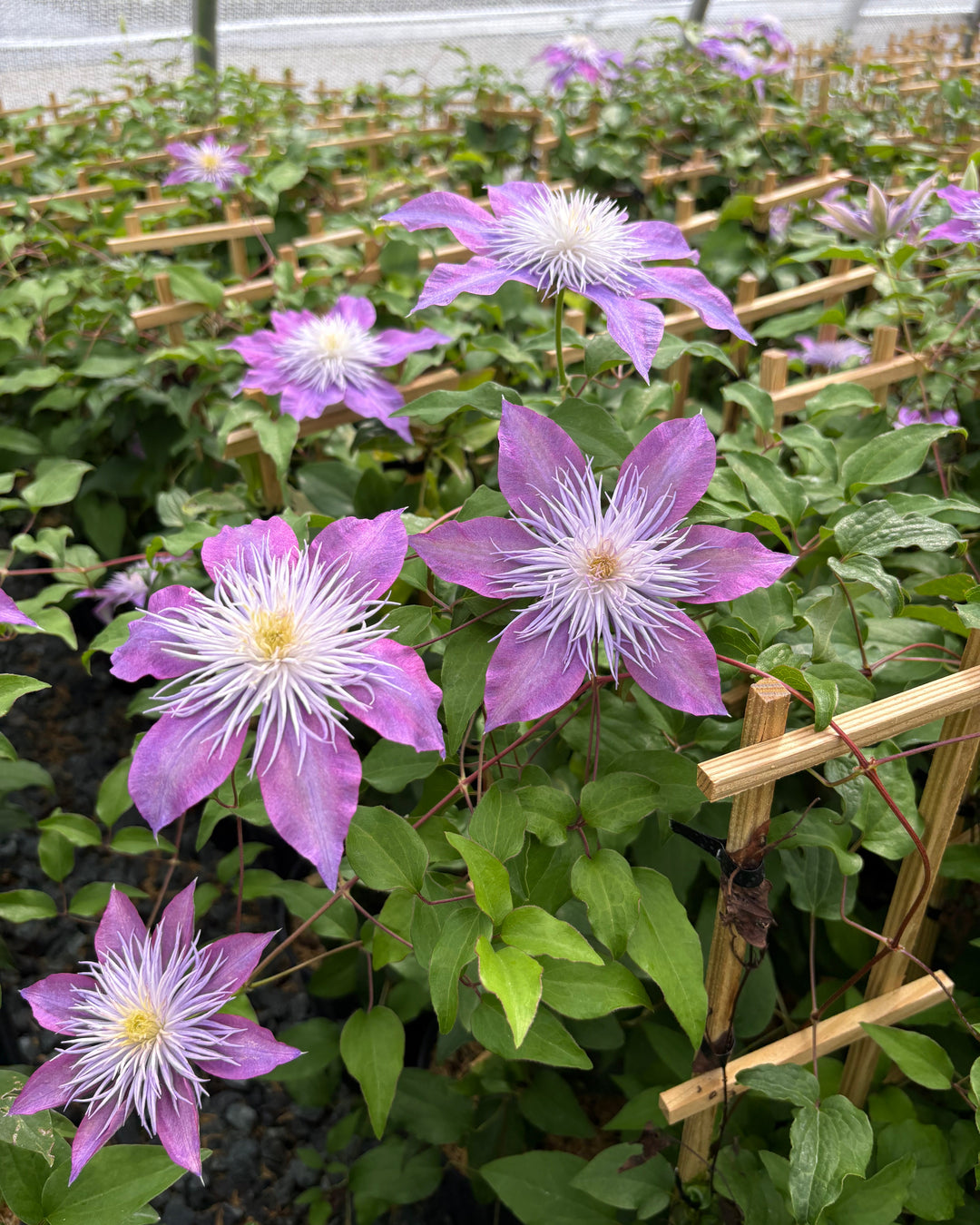 Clematis Crystal Fountain™ Regal® (Clematis Hybrid)