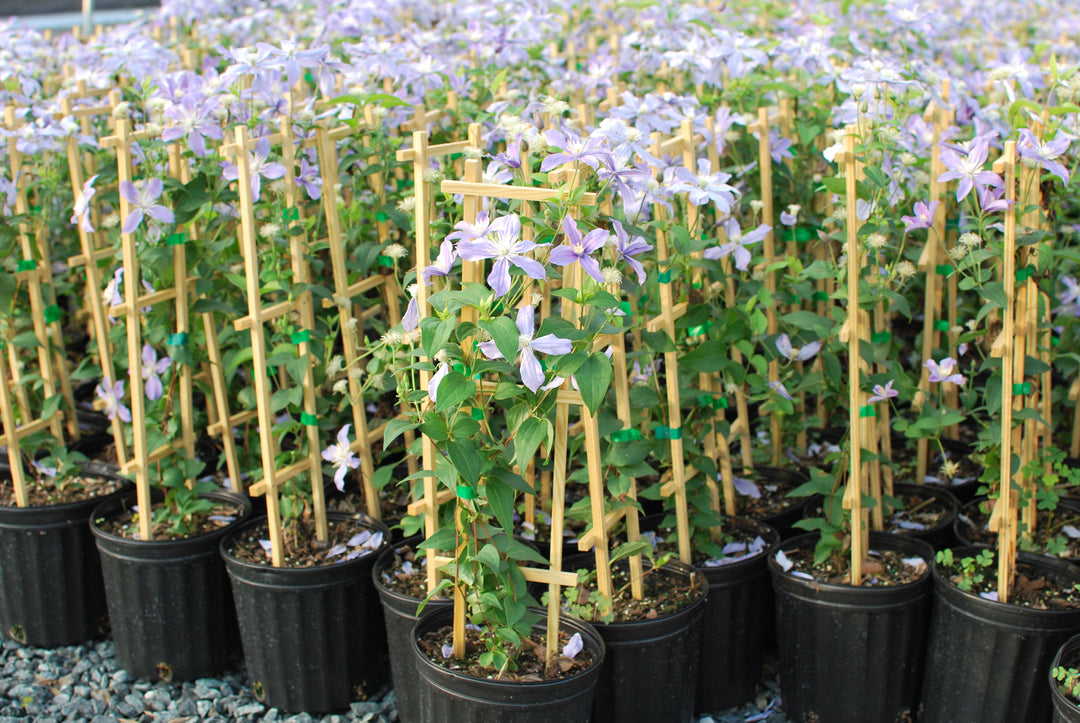Clematis 'Arabella' (Hybrid Clematis)