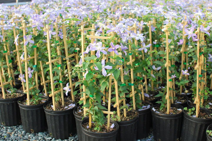 Clematis 'Arabella' (Hybrid Clematis)
