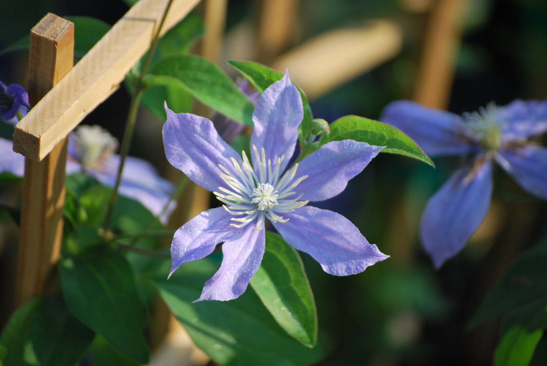 Clematis 'Arabella' (Hybrid Clematis)