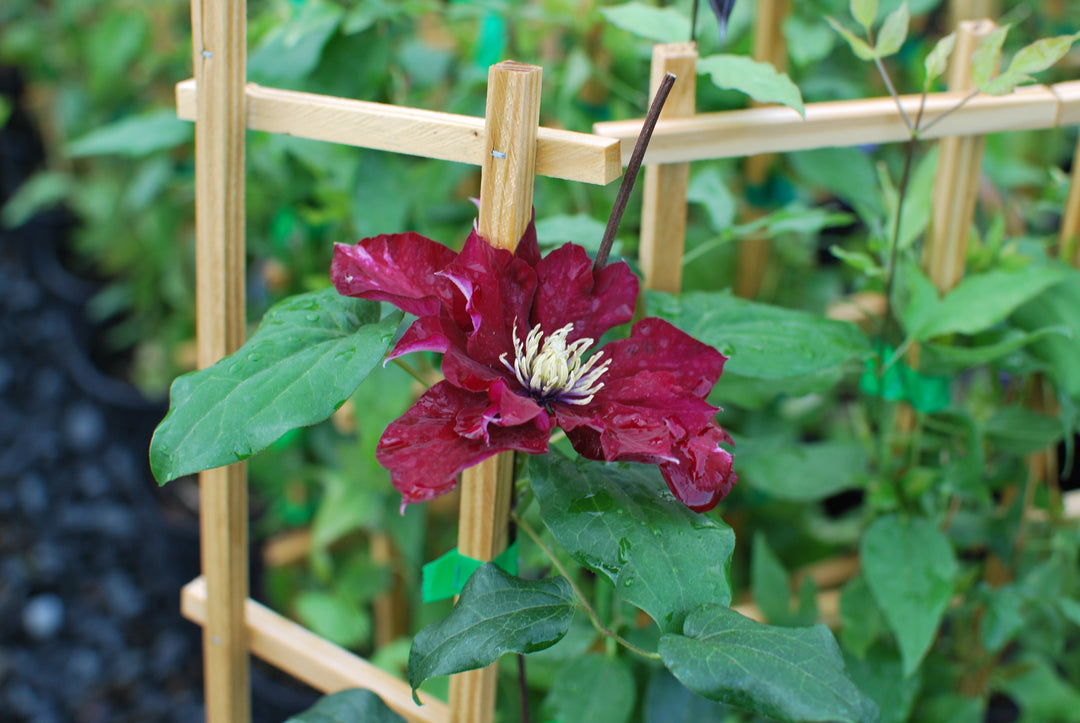 Clematis Charmaine (Regal® Series Clematis Hybrid)