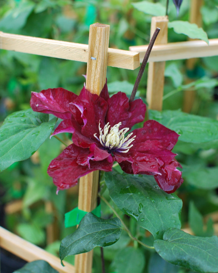 Clematis Charmaine (Regal® Series Clematis Hybrid)
