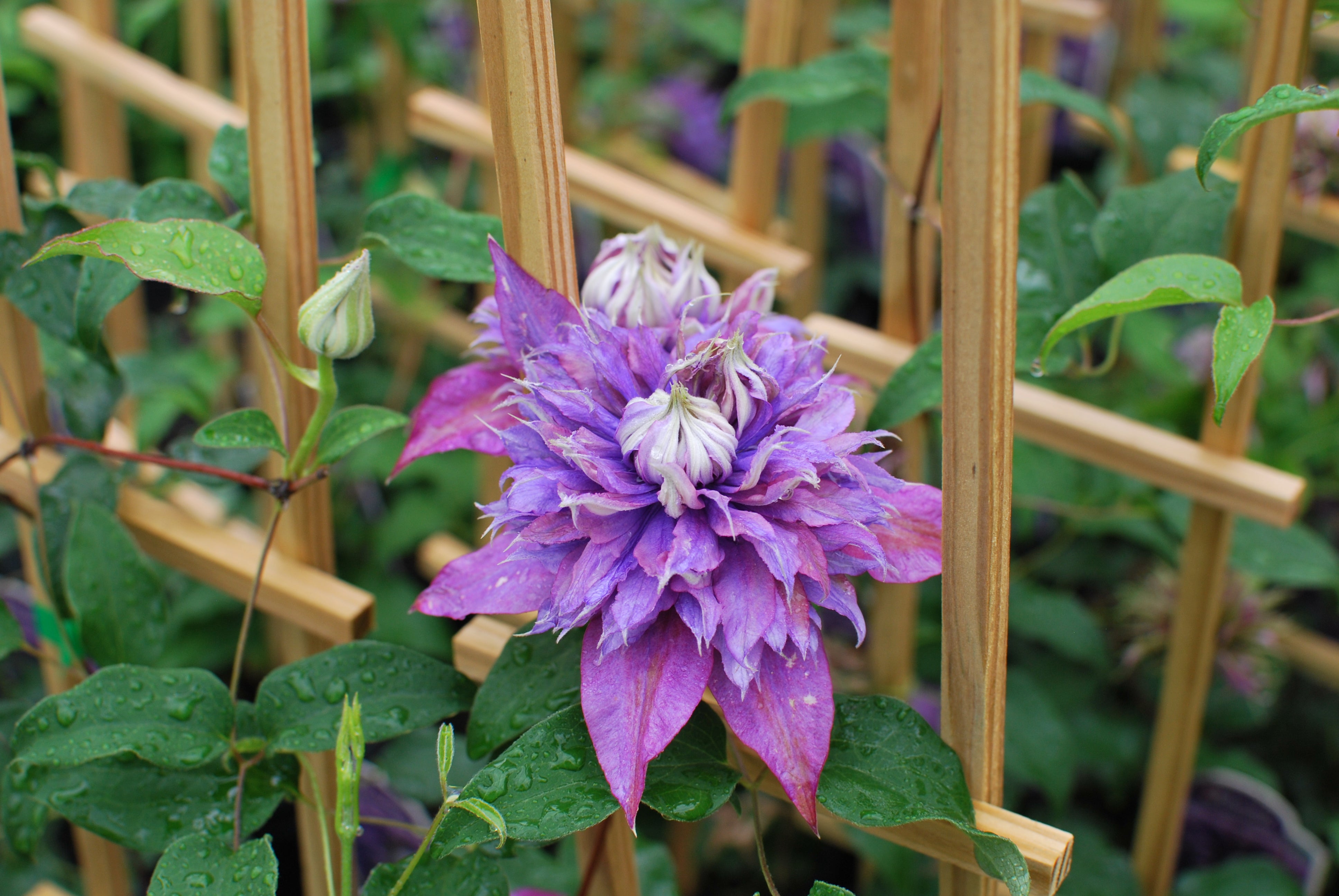 Clematis x viticella Diamantina (Regal® Series Hybrid Clematis