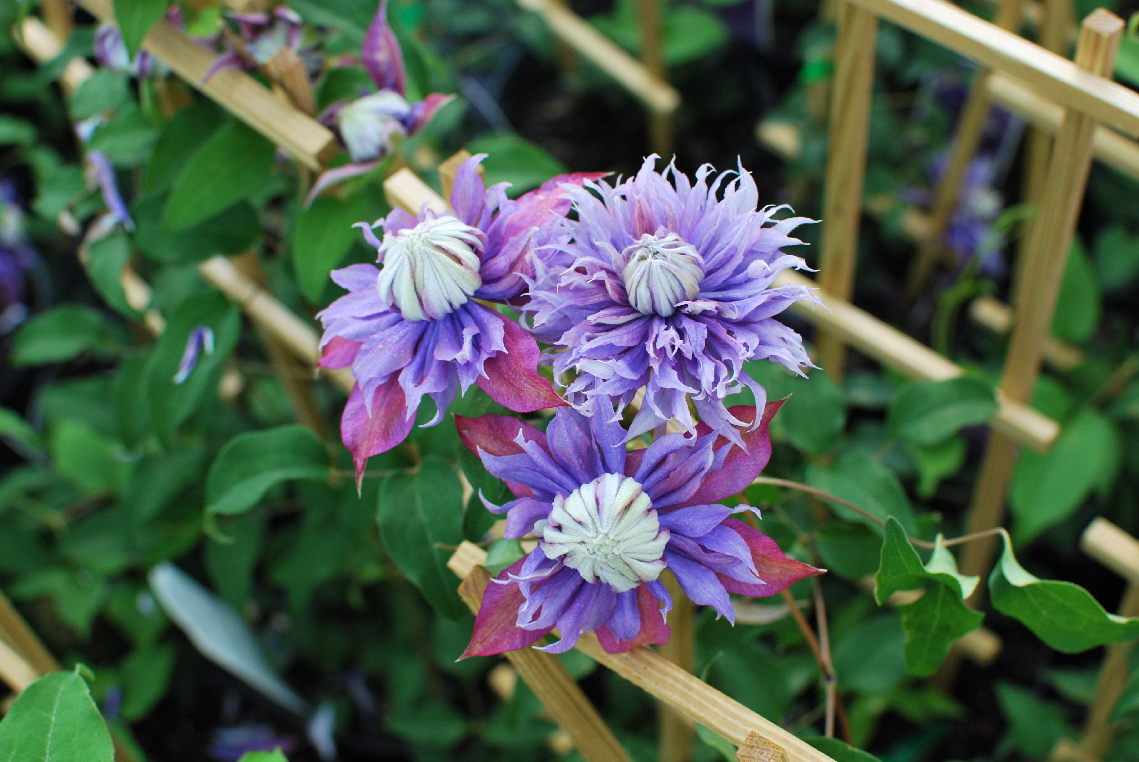 Clematis x viticella Diamantina (Regal® Series Hybrid Clematis