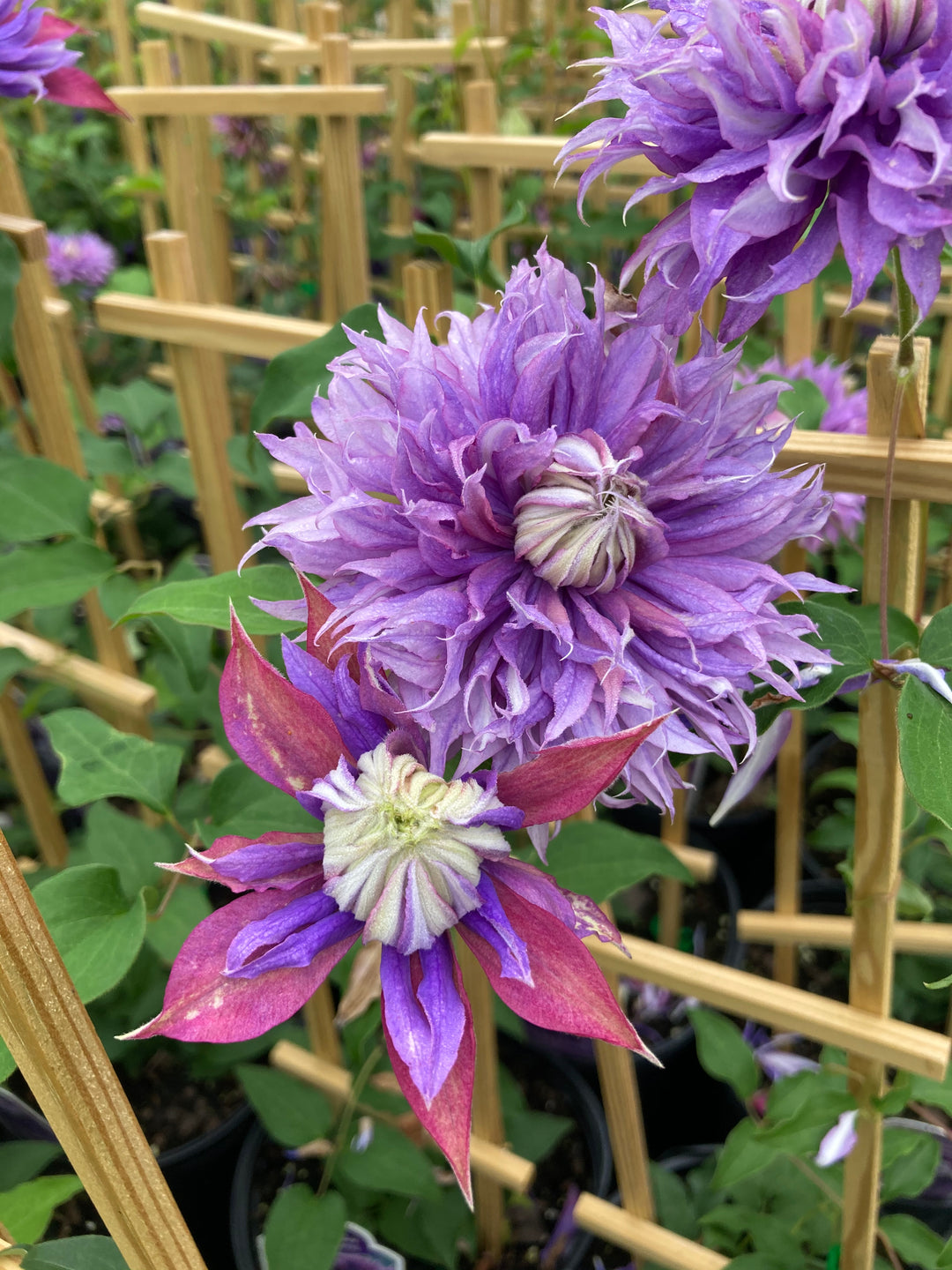 Clematis x viticella Diamantina (Regal® Series Hybrid Clematis)