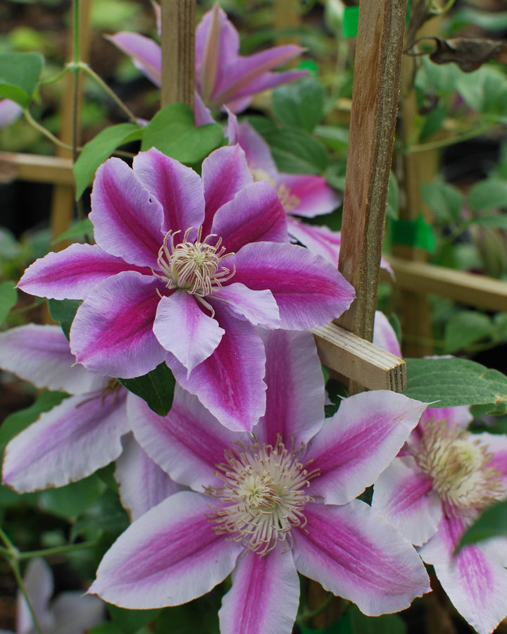 Clematis 'Dr. Ruppel' (Hybrid Clematis)