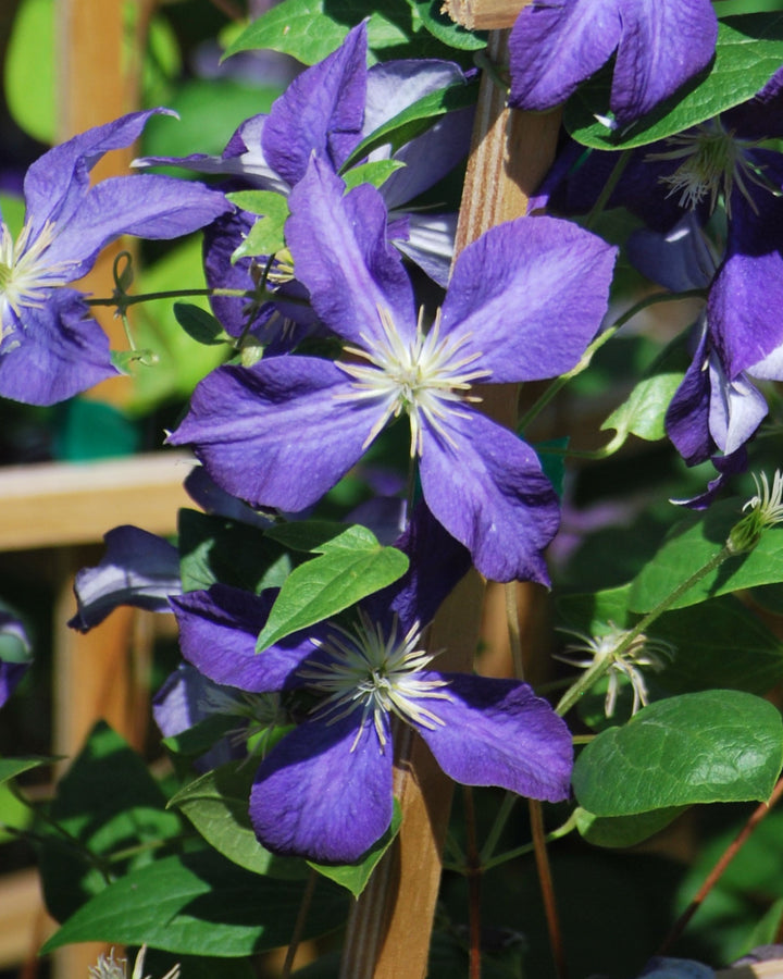 Clematis 'Jackmanii' (Hybrid Clematis)