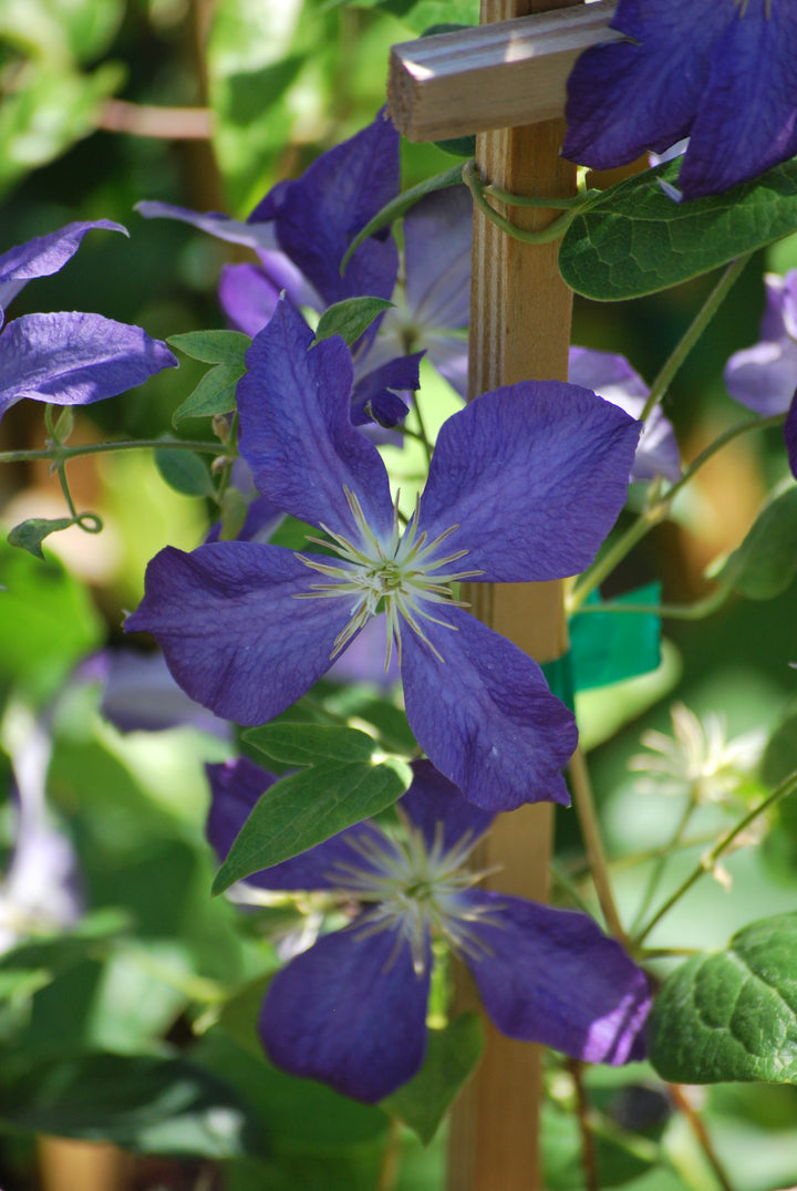 Clematis 'Jackmanii' (Hybrid Clematis)