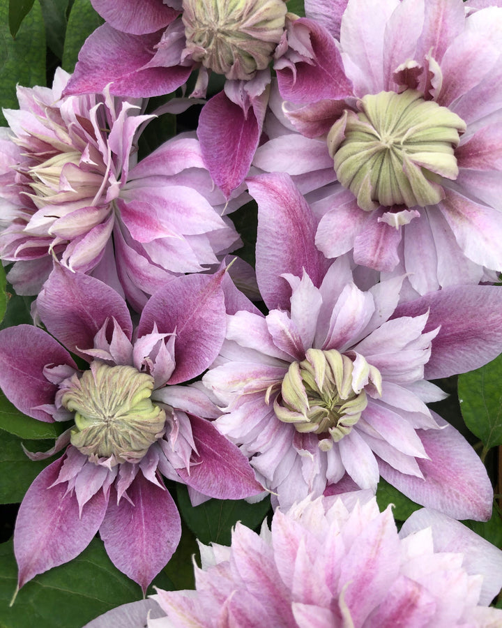 Clematis Josephine™ (Hybrid Clematis)