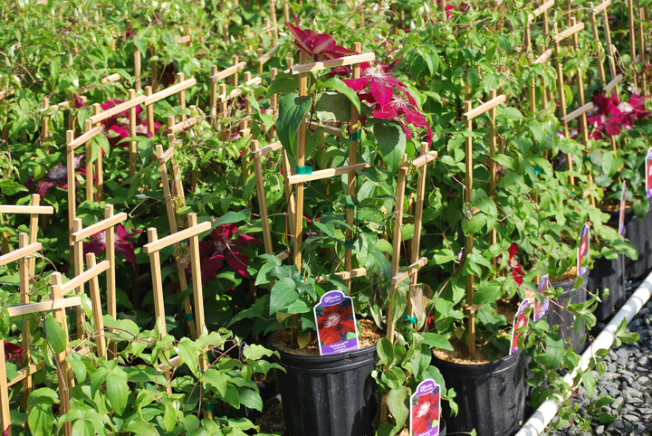 Clematis 'Rebecca' (Hybrid Clematis)