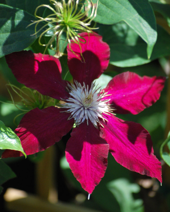 Clematis 'Rebecca' (Hybrid Clematis)